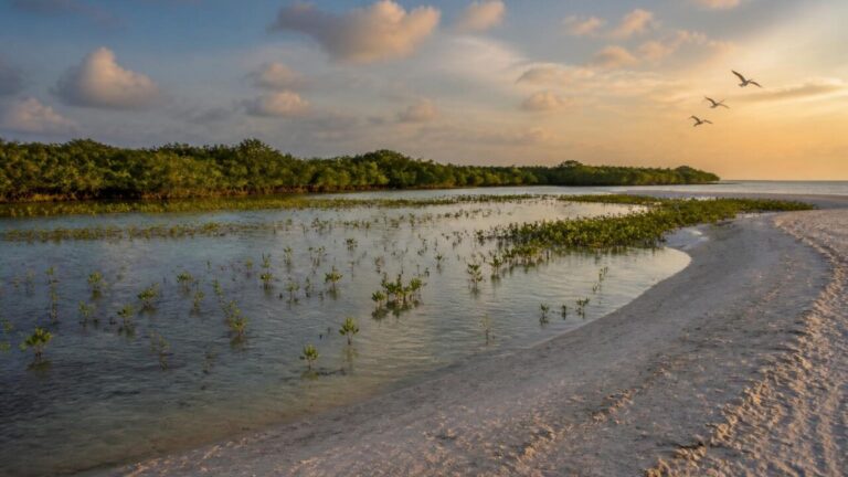 Faixa costeira com praia arenosa que encontra um pântano, aves sobrevoando e vegetação de restinga ao fundo.