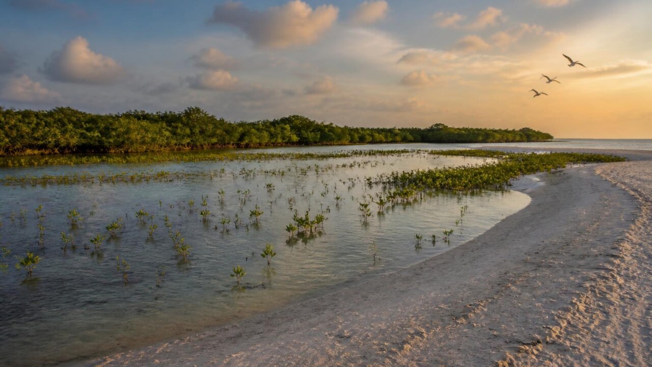 Faixa costeira com praia arenosa que encontra um pântano, aves sobrevoando e vegetação de restinga ao fundo.